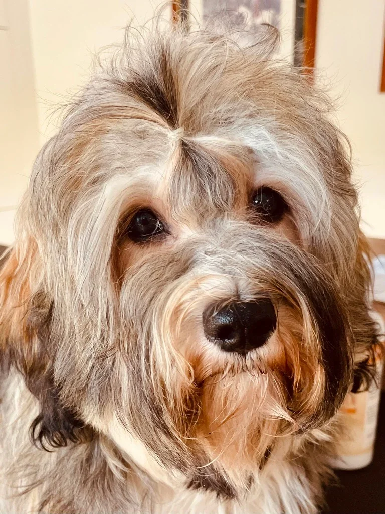 Frisch gepflegter Hund blickt aufmerksam in die Kamera im Hundesalon Karlsruhe