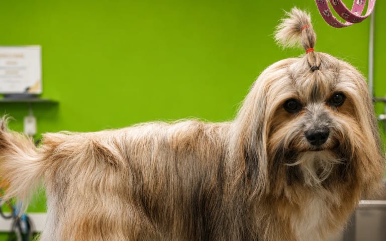 Frisch frisierter Havaneser mit Zöpfchen auf dem Pflegetisch im Hundesalon Karlsruhe